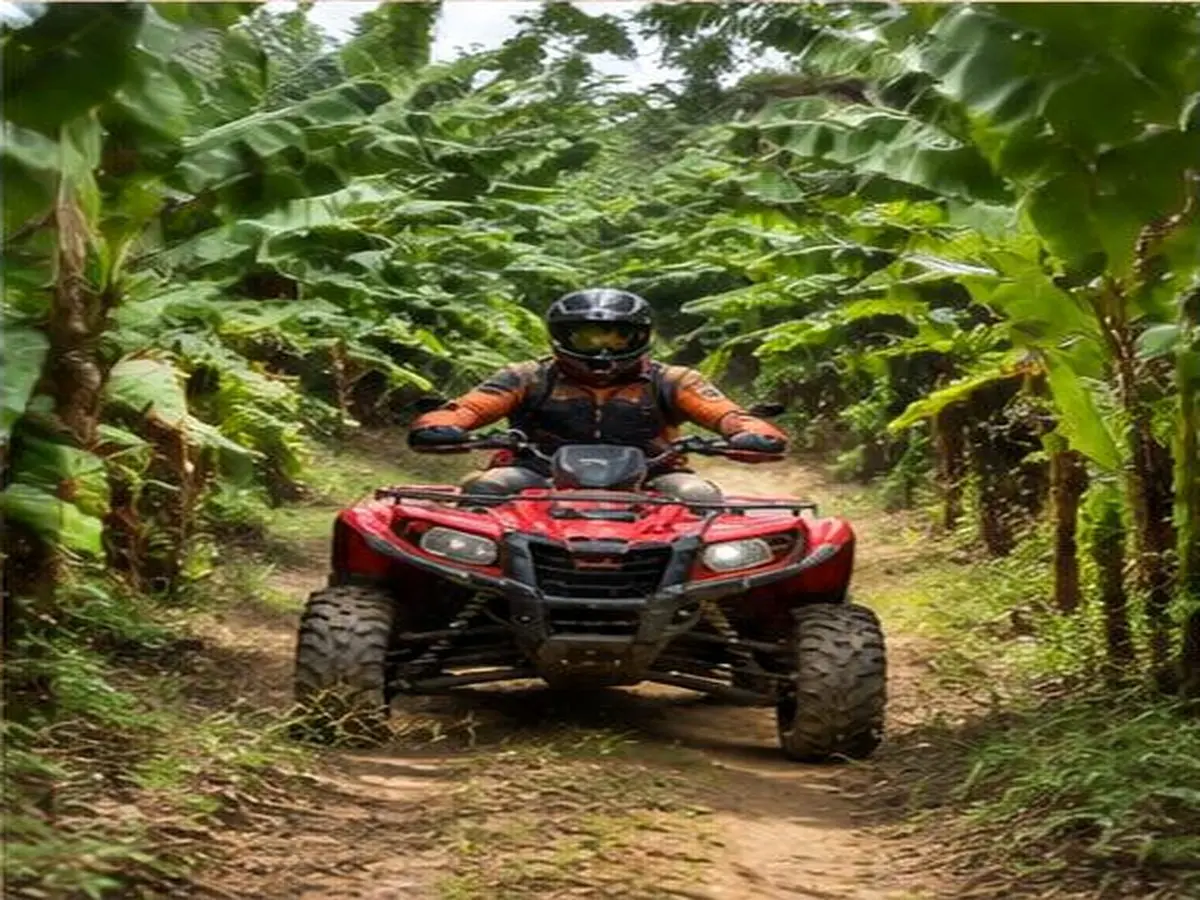 Plantation trails